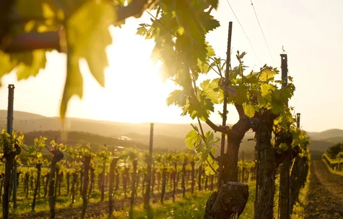 Weinberge bei Krems an der Donau im Abendlicht